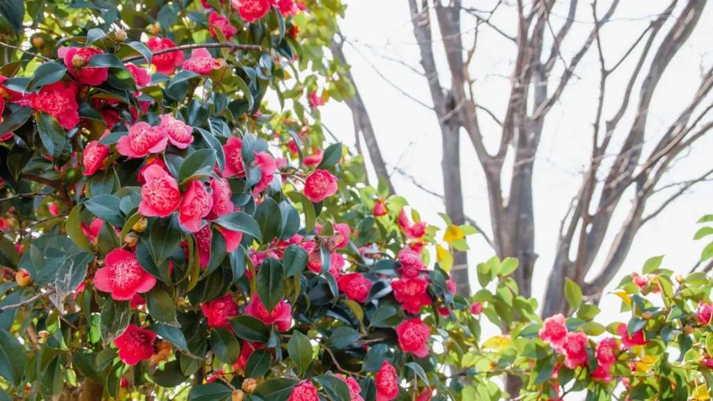 Refúgio Zen: Camélias Elegantes Sob a Sombra de Árvores Serenas - detalhe