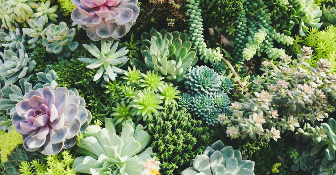 Suculentas Suspenses: A Beleza Aérea que Valoriza Seu Jardim Vertical - ideia