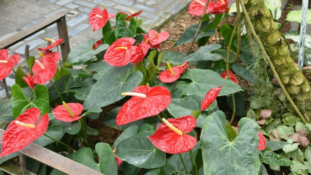 Antúrios Exuberantes: Cores Vibrantes em Meio à Sombra - inspiração