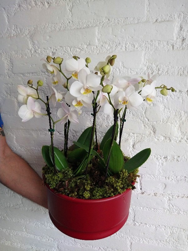 Mini Orquídeas em Cachepots Coloridos: Alegria Vibrante - inspiração