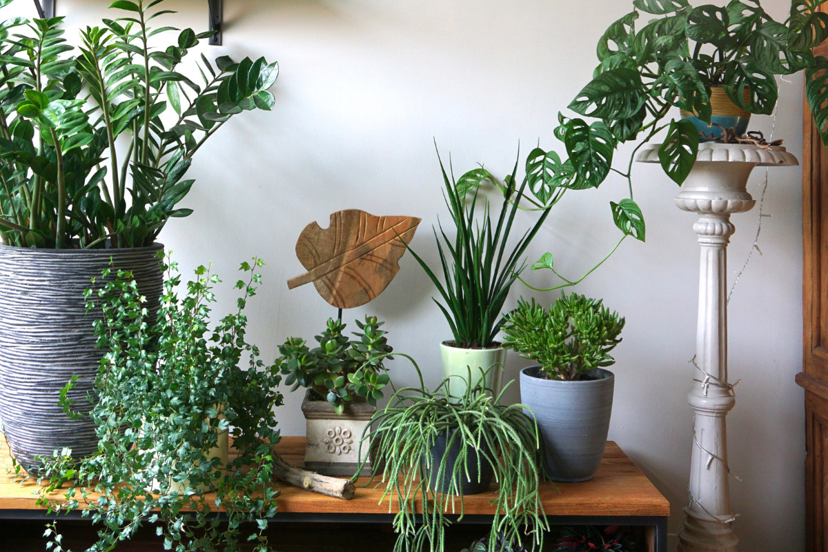 Urban Jungle Aconchegante: Mix de Plantas Purificadoras em Vasos de Cimento e Cachepots de Crochê - inspiração