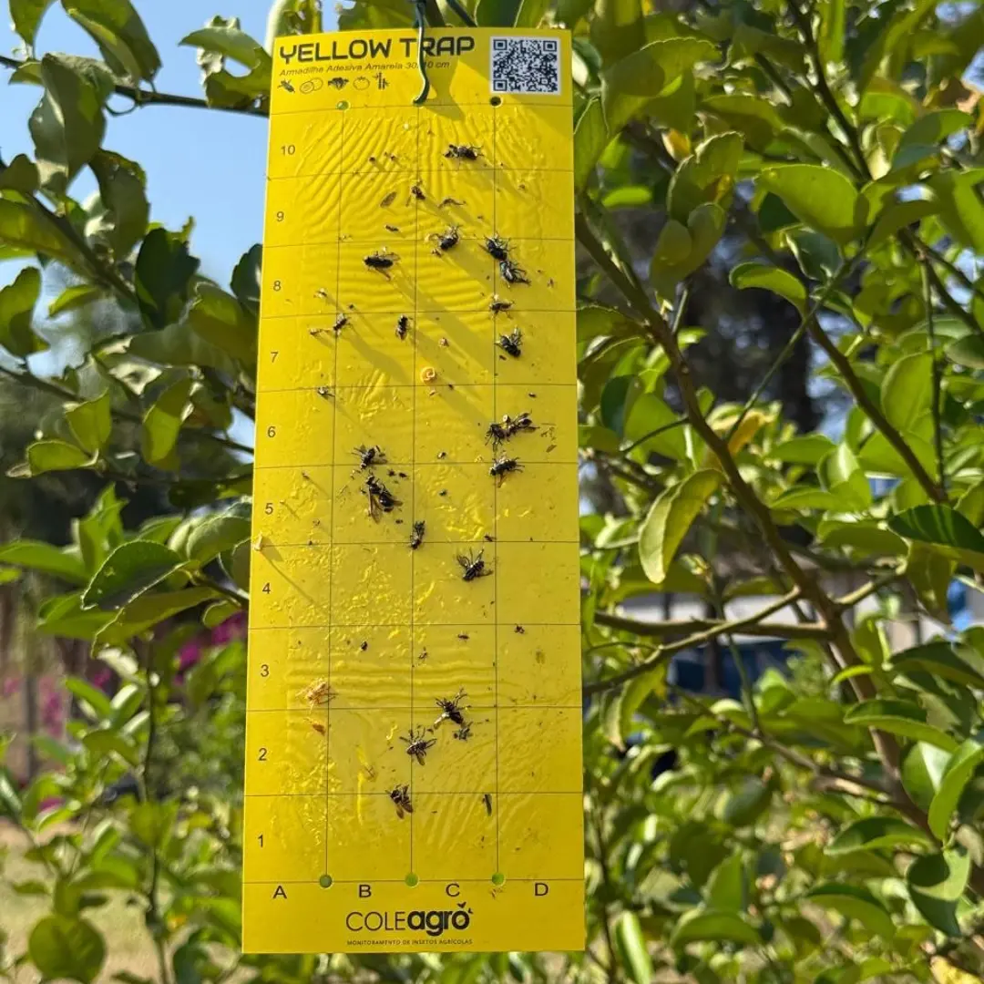 Armadilha Cromática Adesiva: A Solução Inteligente para Capturar Insetos Voadores - ideia