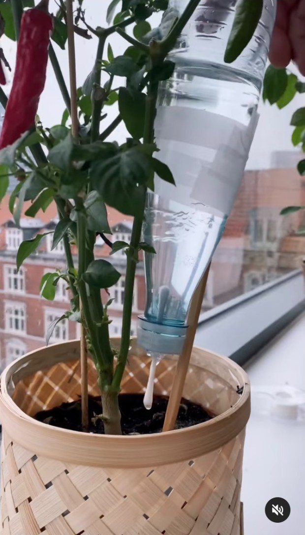 Gotejamento Caseiro com Barbante: Simples, Barato e Eficaz - detalhe