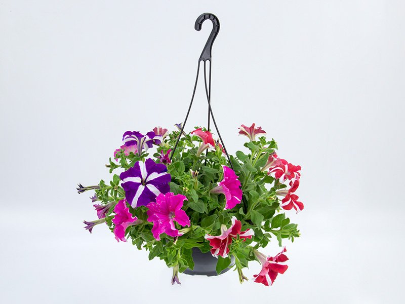 Petúnias Pendentes em Vasos de Metal Galvanizado: Modernidade Floral - detalhe
