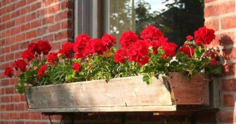 Harmonia Rústica: Gerânios em Vasos de Barro e Caminhos de Pedra - ideia