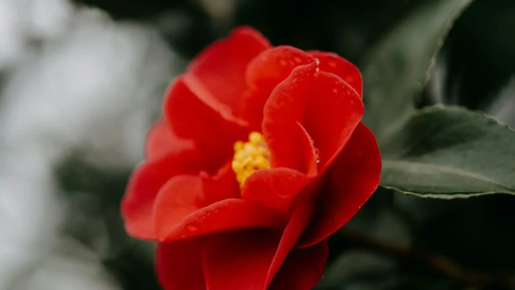 Refúgio Zen: Camélias Elegantes Sob a Sombra de Árvores Serenas - ideia