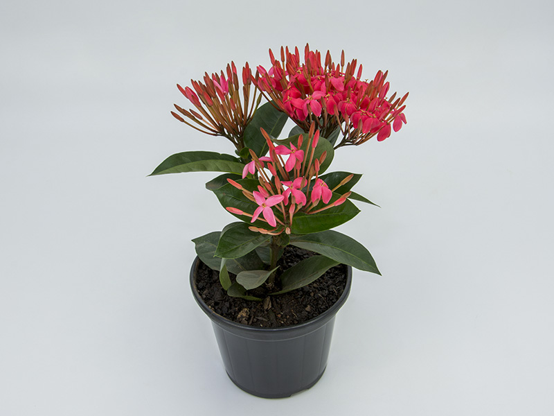 Mini Ixoras em Vasos de Cerâmica Artesanal: Charme Brasileiro - ideia