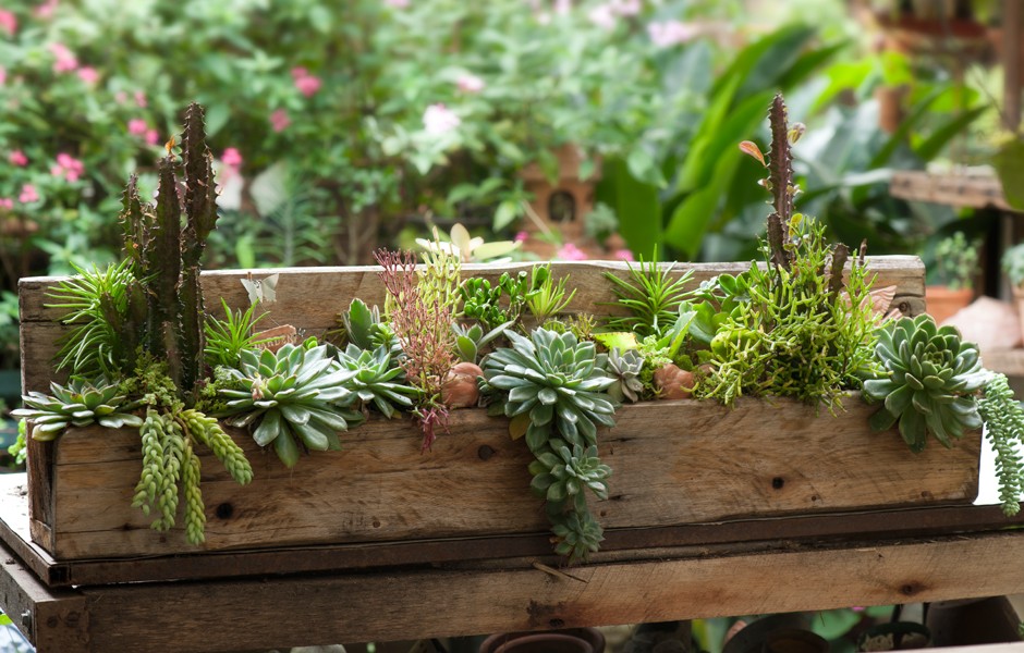 Jardim Vertical de Suculentas em Pallets: Sustentabilidade com Estilo - ideia