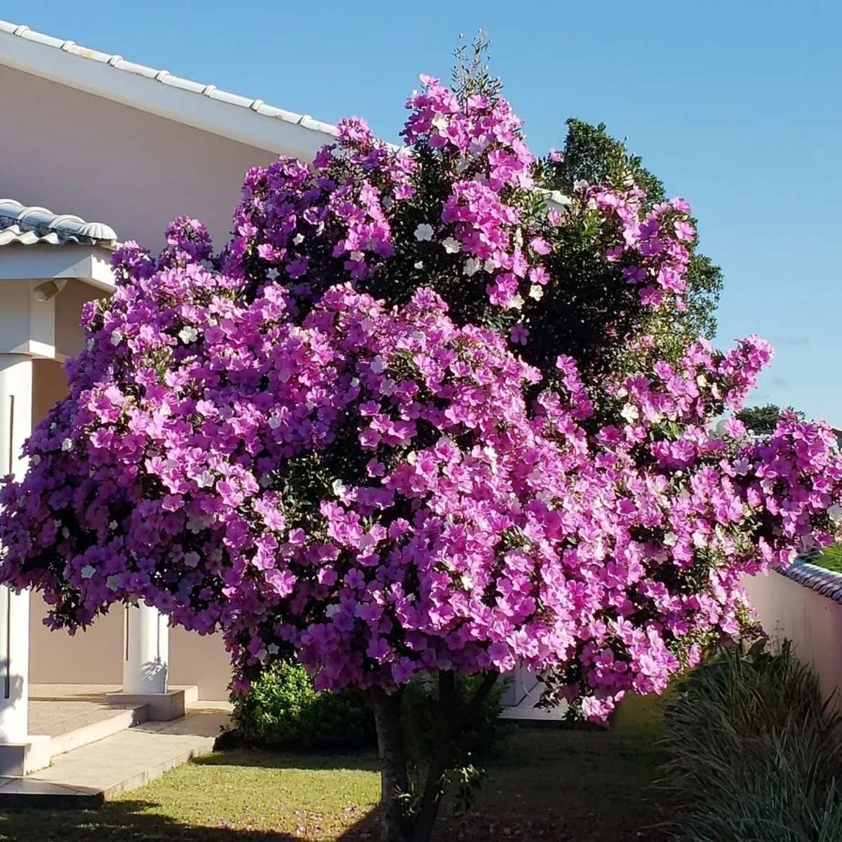 Manacá-da-Serra Miniatura em Cachepots Coloridos: Alegria em Pequenos Espaços - detalhe