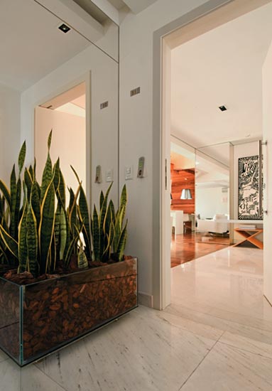 Minimalismo Zen com Espadas-de-São-Jorge em Cachepots Rústicos - inspiração