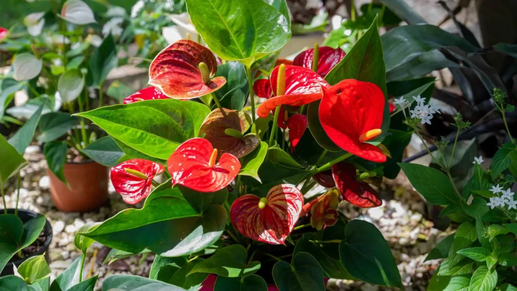 Antúrios Exuberantes: Cores Vibrantes em Meio à Sombra - ideia