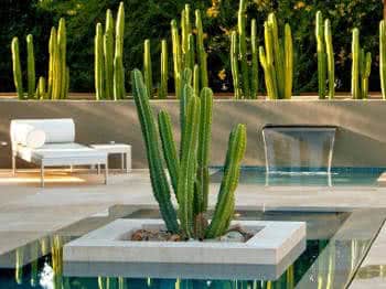 Mini Cactos e Suculentas: Detalhes Desérticos e Modernos - inspiração