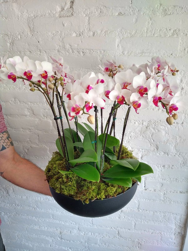 Mini Orquídeas em Cachepots Coloridos: Alegria Vibrante - detalhe