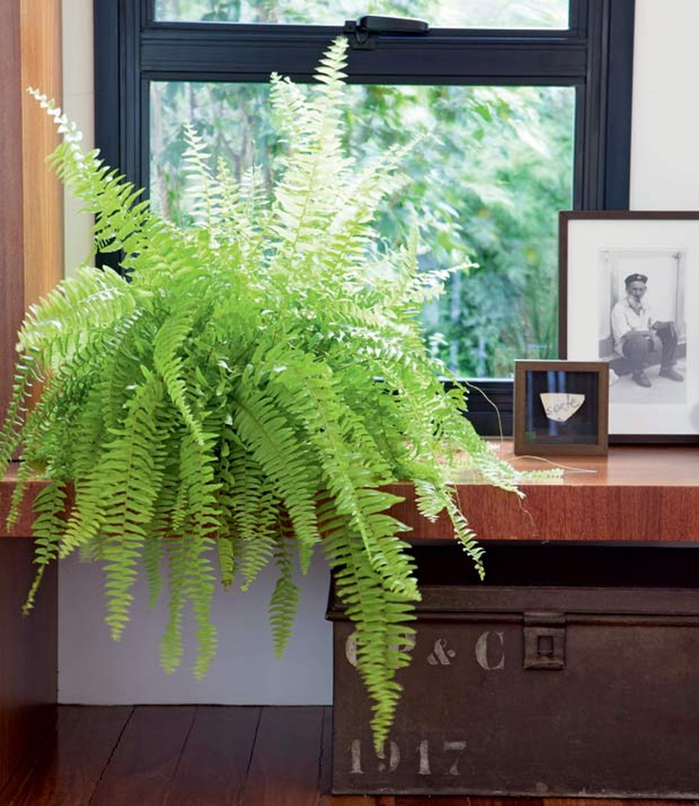 Samambaias Pendentes no Box: Um Banho de Floresta - ideia