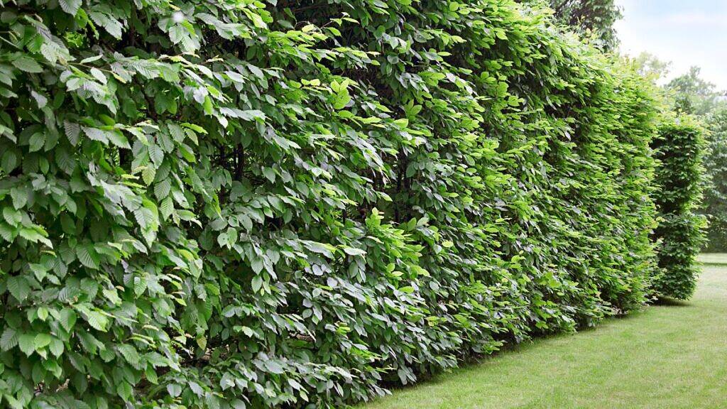 Cerca Viva Elegante de Clúsia em Harmonia com a Arquitetura Moderna - detalhe