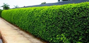 Cerca Viva Defensiva: Sansão do Campo, Segurança com um Toque Silvestre - ideia