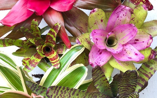 Bromélias em Cachepots de Crochê Colorido: Artesanato e Alegria - detalhe