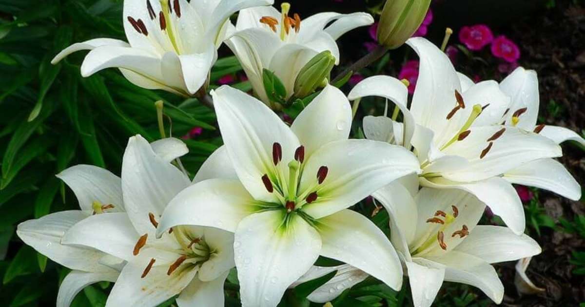 Luz e Sombra: Lírios Iluminados por Velas e Lanternas - detalhe