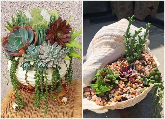 Composições de Suculentas em Madeira Rústica: Naturalidade e Elegância - inspiração