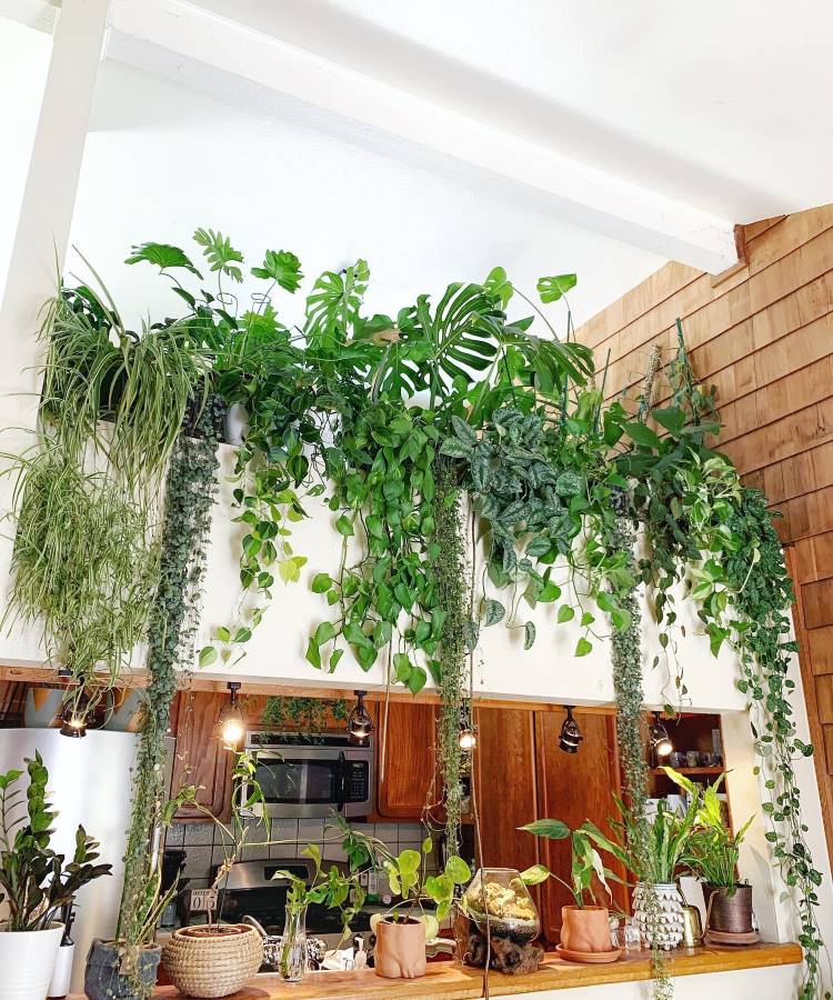 Com Plantas Suspensas para um Oasis Urbano - inspiração