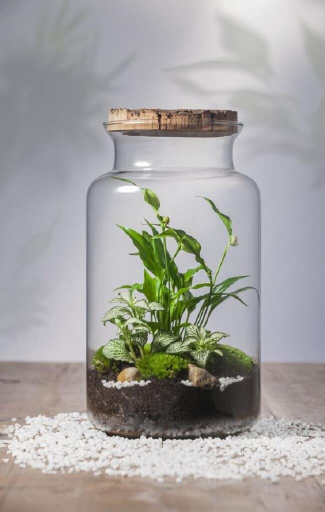 Samambaias em Terrários Fechados: Um Micro-Ecossistema Encantador - inspiração