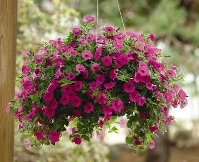 Petúnias Pendentes em Vasos de Metal Galvanizado: Modernidade Floral - ideia