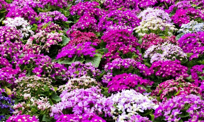 Mini Canteiros Elevados de Madeira Rústica: Um Jardim Compacto e Cheio de Estilo - ideia