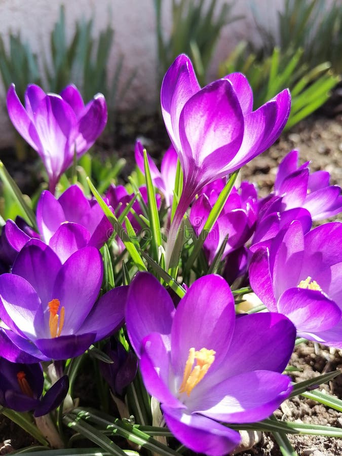 Verticalidade Elegante: Painéis de Flores Roxas que Impressionam! - inspiração