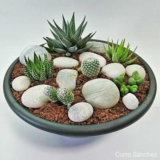 Minimalista com Cactos e Suculentas: Beleza Desértica - detalhe