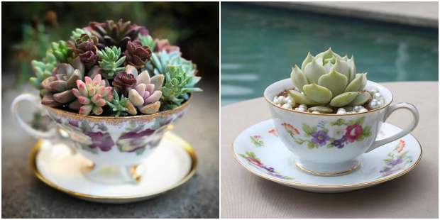 Mini Jardim de Suculentas em Xícaras Vintage: Charme Retrô - detalhe