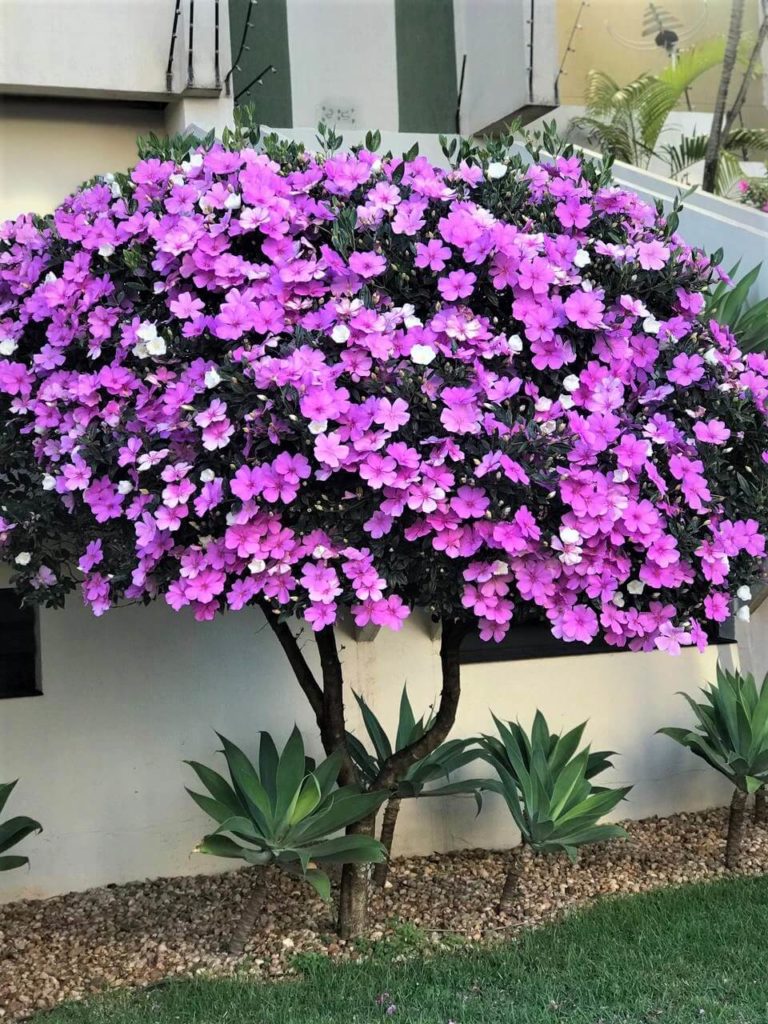 Manacá-da-Serra Miniatura em Cachepots Coloridos: Alegria em Pequenos Espaços - ideia
