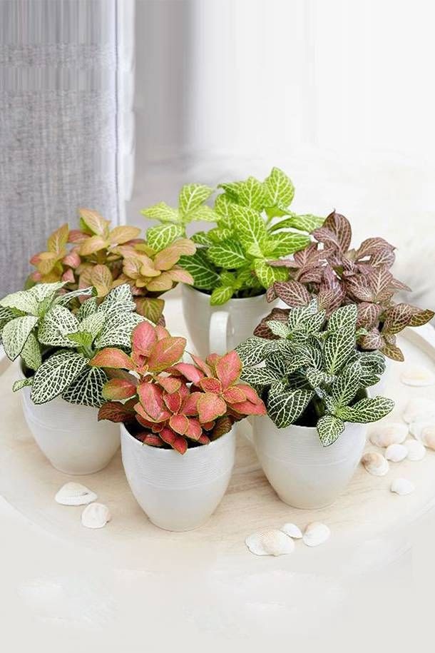 Plantas em Vasos de Cerâmica Artesanal: Toque Único e Exclusivo - ideia