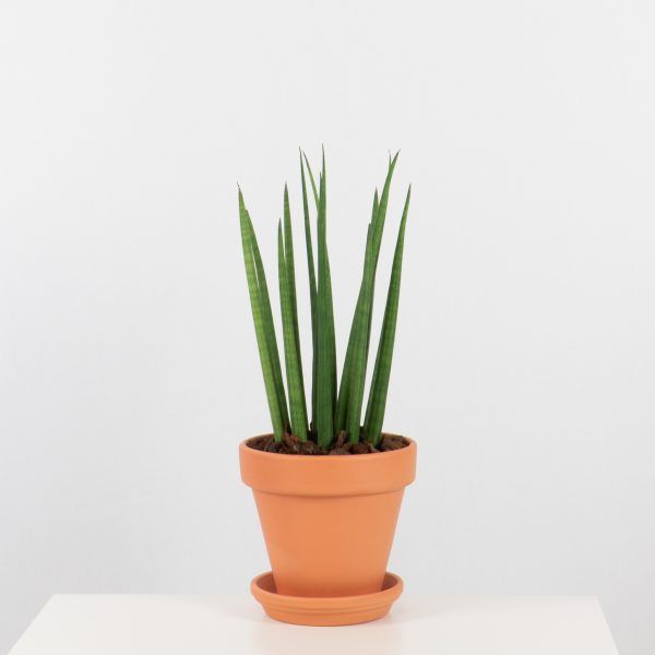 Espada-de-São-Jorge Minimalista em Vasos Cilíndricos - inspiração