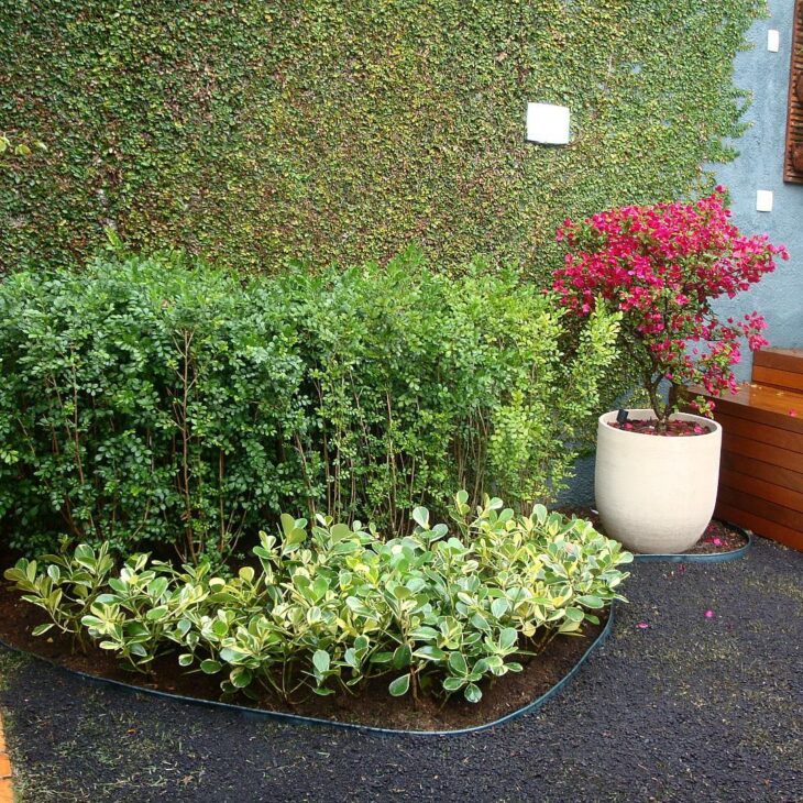 Cerca Viva Elegante de Clúsia em Harmonia com a Arquitetura Moderna - ideia