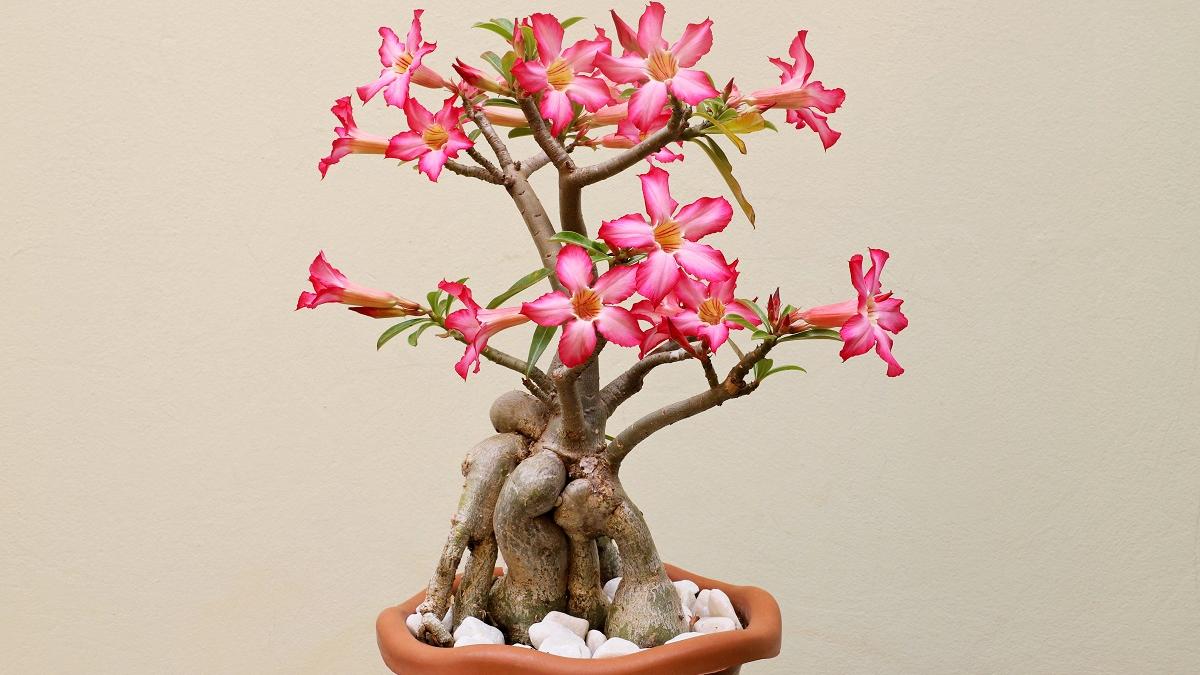 Com Troncos e Galhos Secos: Uma Simbiose Natural - ideia