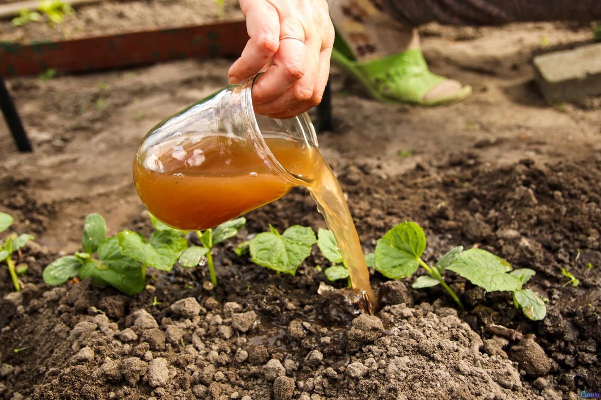Com Adubo Líquido Caseiro: Economia e Eficiência ao Alcance da Mão - detalhe