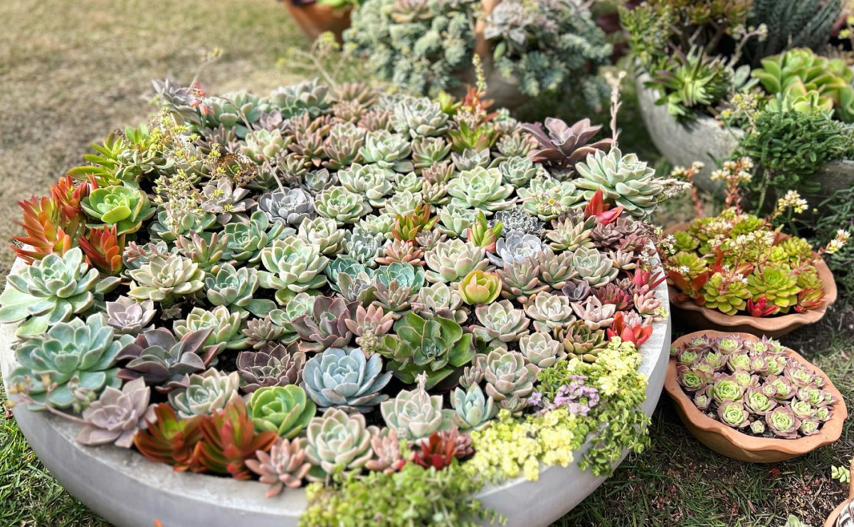 Cachepots de Cerâmica Colorida: Alegria e Vivacidade para seu Espaço - detalhe