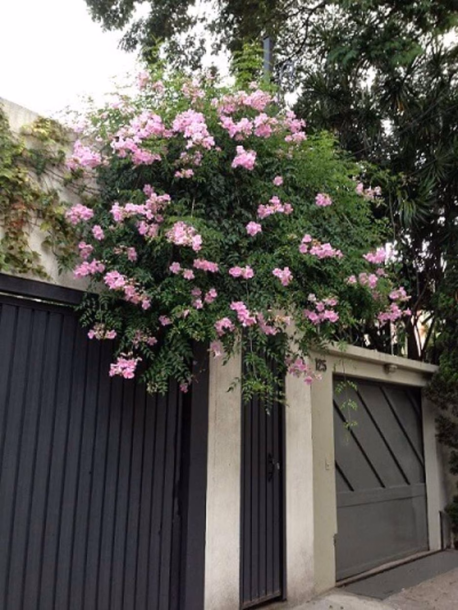 Sete-Léguas Escalando Muros com Elegância - inspiração