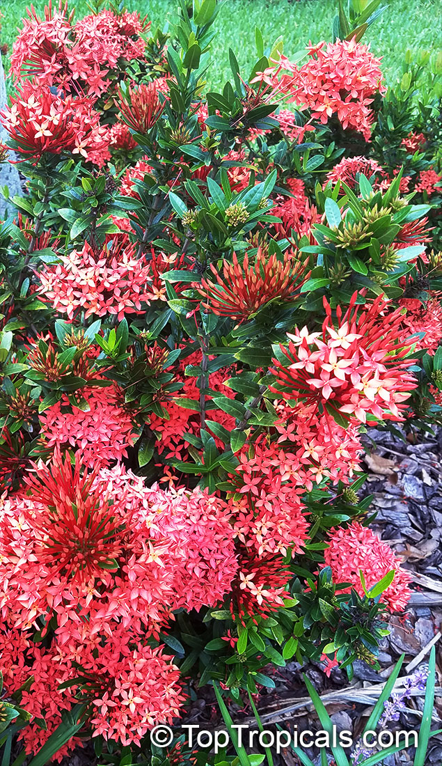 Composição Tropical: Ixora Combinada com Heliconias e Orquídeas - ideia