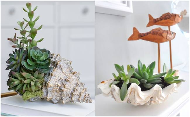 Suculentas em Vasos Decorados com Pedras e Conchas: Lembranças do Mar - inspiração