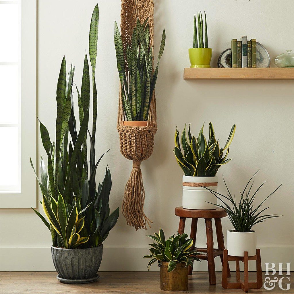 Minimalismo Zen com Espadas-de-São-Jorge em Cachepots Rústicos - ideia