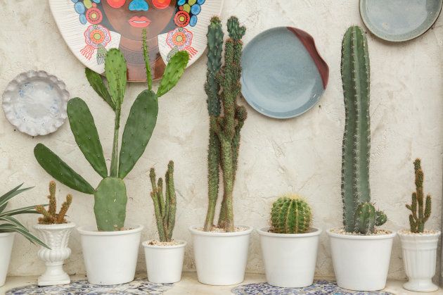 Mini Cactos e Suculentas: Detalhes Desérticos e Modernos - ideia