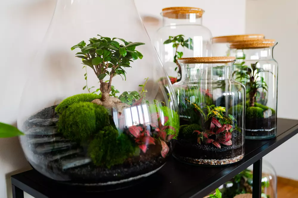Terrários Fechados: Mini Ecossistemas Decorativos - detalhe