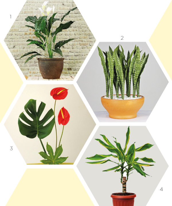 Jardim Vertical Purificador: Hera-Inglesa em Painéis de Madeira Reciclada - detalhe