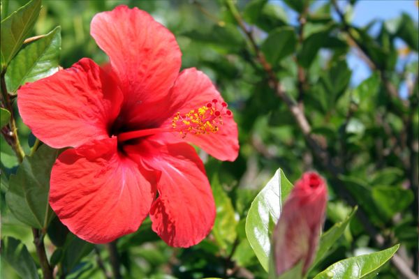 Explosão Tropical: Hibiscos Coloridos em Harmonia - detalhe