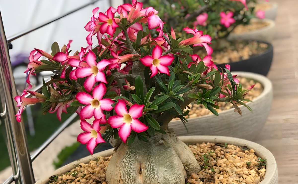 Em Mini Jardins de Suculentas: Uma Explosão de Cores - inspiração