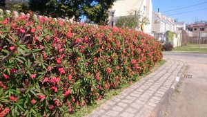 Cerca Viva Floral: Coroa-de-Cristo, Cores Vibrantes e Pouca Manutenção - inspiração