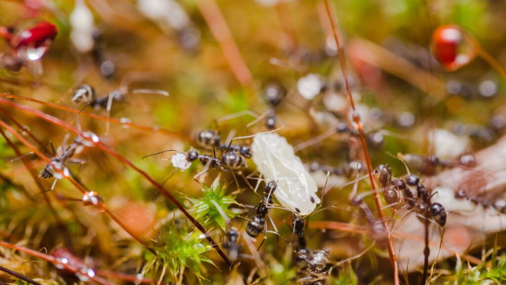 Jardim de Ervas Repelentes: Beleza e Proteção em Harmonia - inspiração