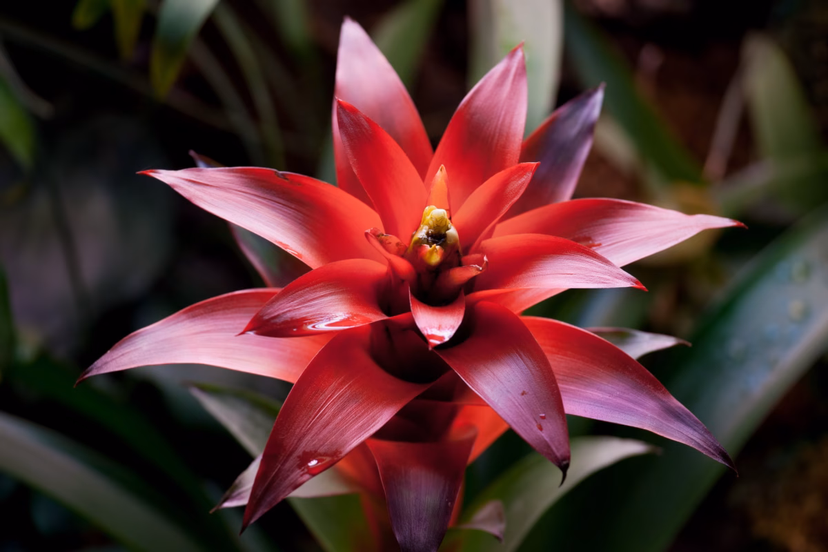 Bromélias Iluminadas com Cordões de LED: Brilho Noturno Exótico - ideia