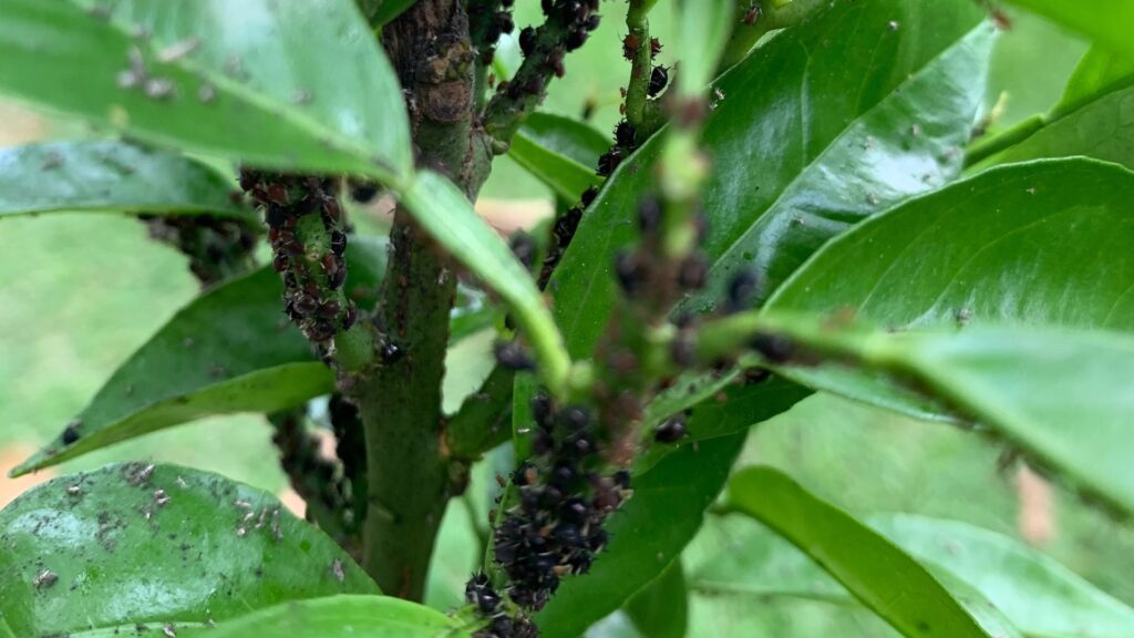 Óleo de Neem: O Tratamento Orgânico que Elimina Pragas Sem Agredir a Natureza - ideia